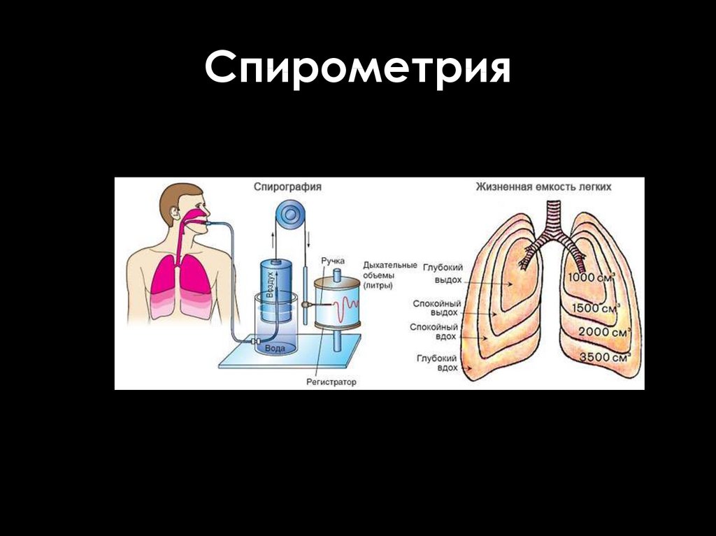 Жизненная емкость легких картинки